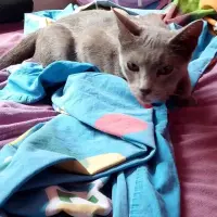 Adopta a Skaly