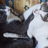 Adopta a Nicos Y Orion