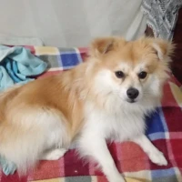 Adopta a Lucas
