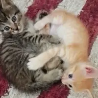 Adopta a Gatetes Preciosos