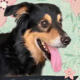 Adopta a Chulo