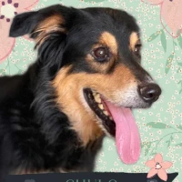Adopta a Chulo