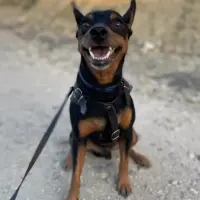 Adopta a Tyson
