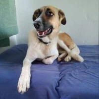 Adopta a Atenea