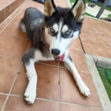 Adopta a Kyra