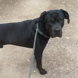 Adopta a Tyron