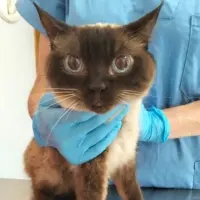 Adopta a Vera