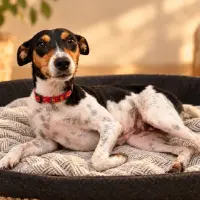 Adopta a Jolie
