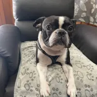 Adopta a Arai