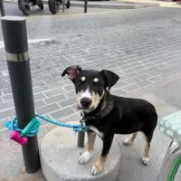 Adopta a Mendi