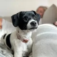Adopta a Noir