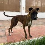 Adopta a Fiona