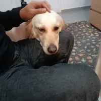Adopta a Lucy