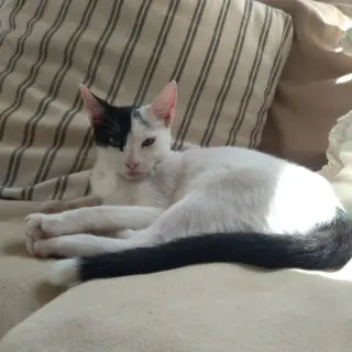 Clementina