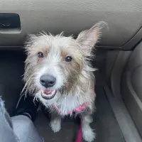 Adopta a Freya