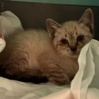Adopta a Neo