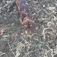 Adopta a Coco