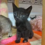 Adopta a Storm