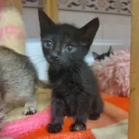 Adopta a Storm