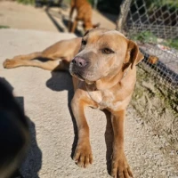 Adopta a Chari Perrita Muy Tranquila, Tlf 645978718