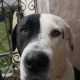 Adopta a Freya