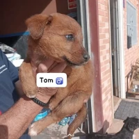 Adopta a Tom