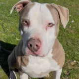 Adopta a Tego