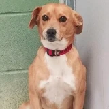 Adopta a Kellog