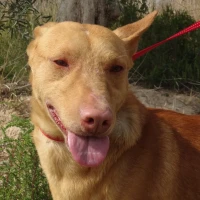 Adopta a Seymor