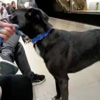 Adopta a Coco