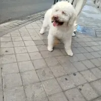 Adopta a Leo