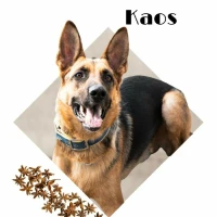 Adopta a Kaos