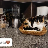 Adopta a Fiona