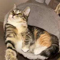 Adopta a Dorami