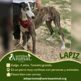 Adopta a Lapiz