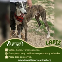 Adopta a Lapiz