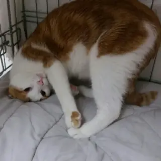 Jerry