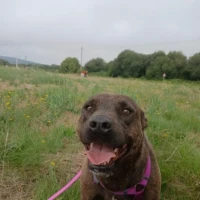 Adopta a Choco