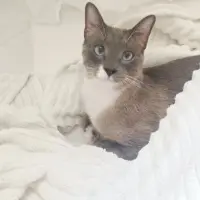 Adopta a Goku