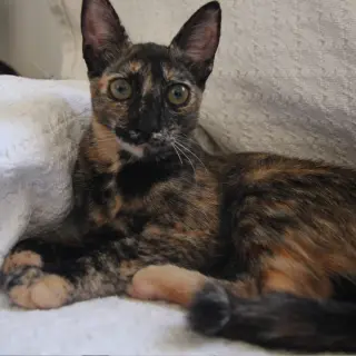 Kali