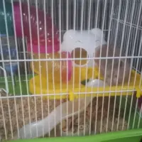 Adopta a Capibara