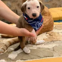 Adopta a Túnez