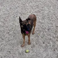 Adopta a Atenea