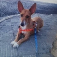 Adopta a Foxy