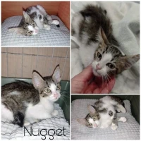 Adopta a Nugget