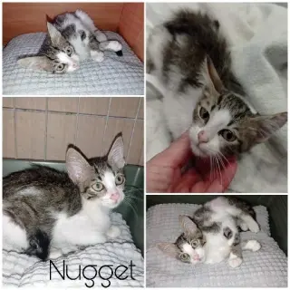 Nugget