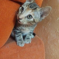 Adopta a Nala Y Cala