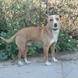 Adopta a Remus