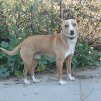Adopta a Remus