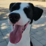 Adopta a Snoopy